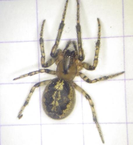 Réf. 273 566 : Zygiella montana